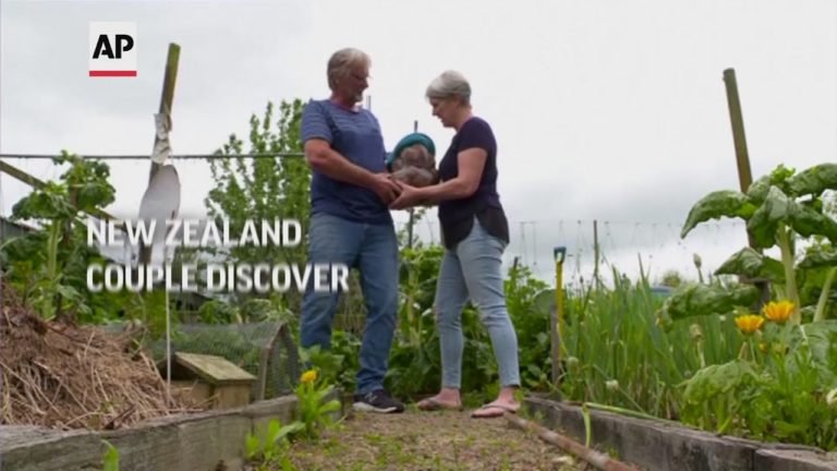 New Zealand couple discover massive potato