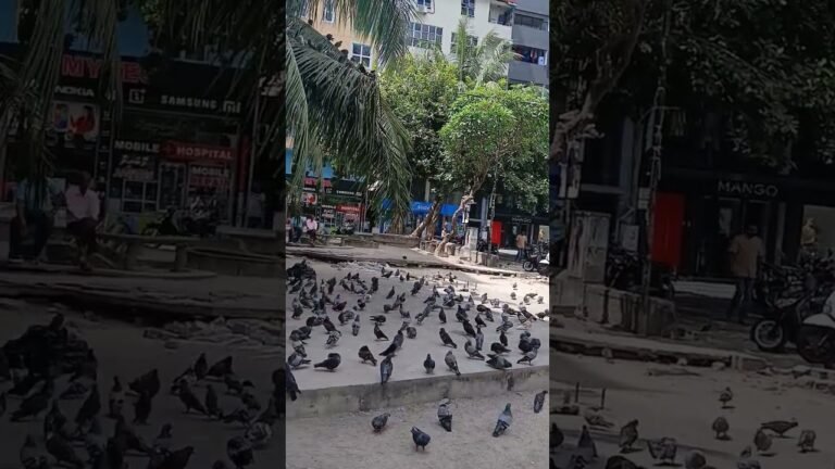 Maldives ar kobutor  |  The Maldives Pigeon | মালদ্বীপের কবুতর।