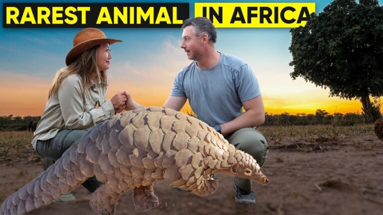 Pangolin Safari Adventure Like You’ve NEVER Seen Before: Camp Chitubu