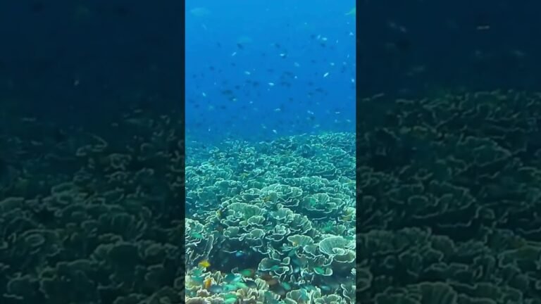 Visit Great Barrier Reef Australia Short Video #travel #5places #vacation #visit #visiting #shorts