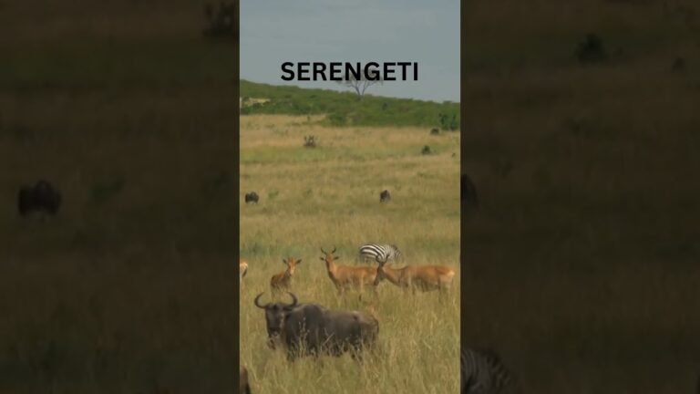 Serengeti National Park – Sounds of Africa #travel #facts #vacation #visit #tanzania #shorts