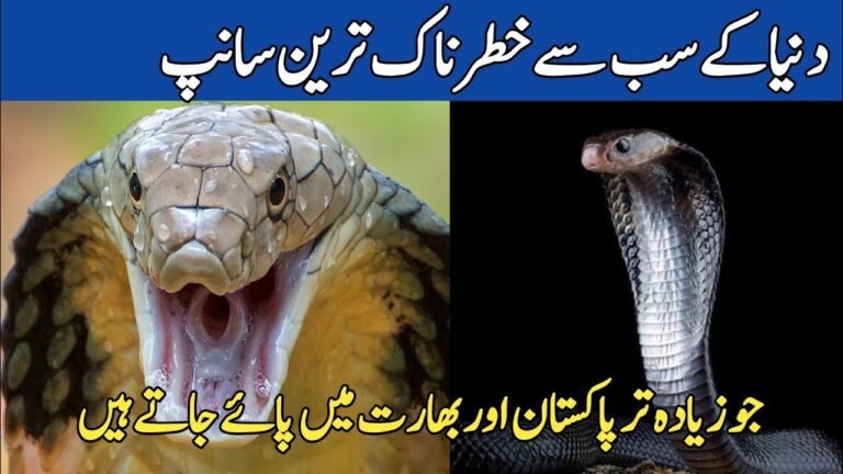 Most Dangrous Sankes in the world | Top 5 Dangrous snake in the world | Life of snakes