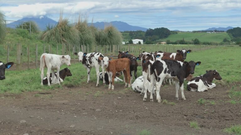 92 Ngatimaru Road, Waitara, New Plymouth, Taranaki