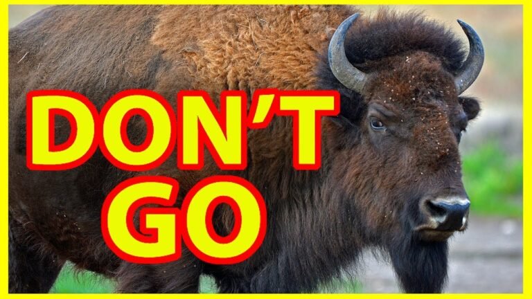 Why NOT to Visit Yellowstone National Park — DON’T GO !!!!!!